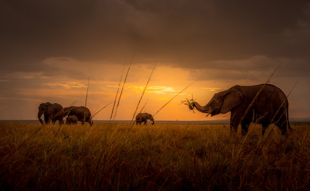 Kenya Elephant