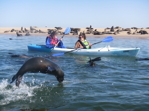Kayaking, Pelican Point, Cape fur seals, Kayak Combo