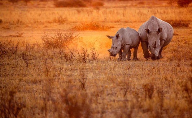 Rhino on Safari